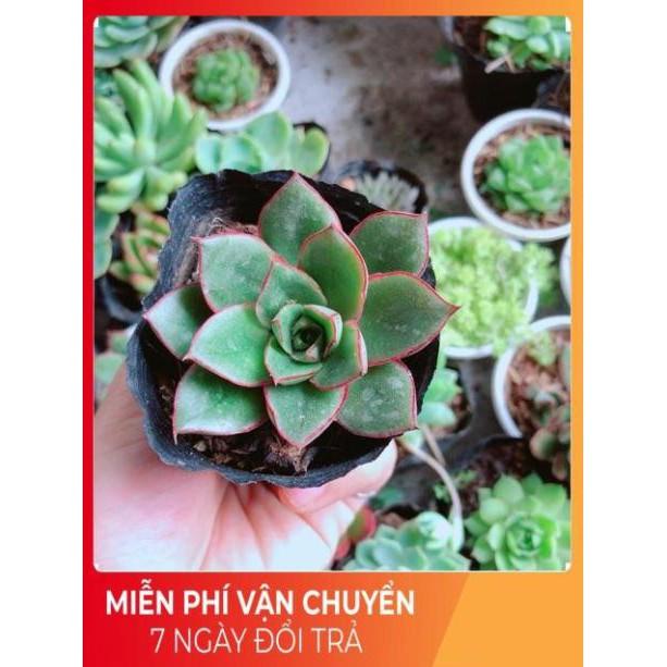 Combo 10 cây sen đá