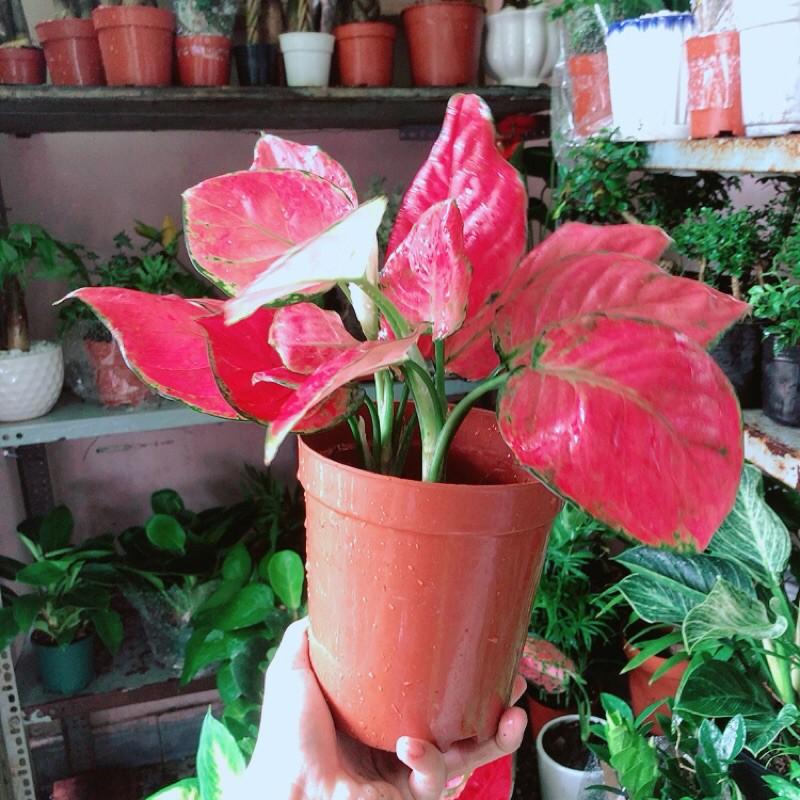Vạn Lộc Hồng