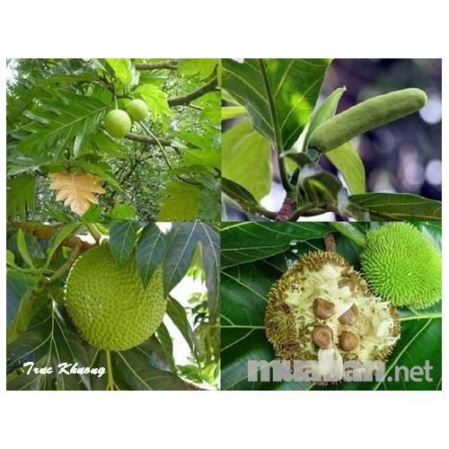 CÂY GIỐNG CÂY SAKE ĂN QUẢ VÀ LÀM BÓNG MÁT-CAM KẾT GIỐNG CHUẨN F1 - CGCSKAQBM