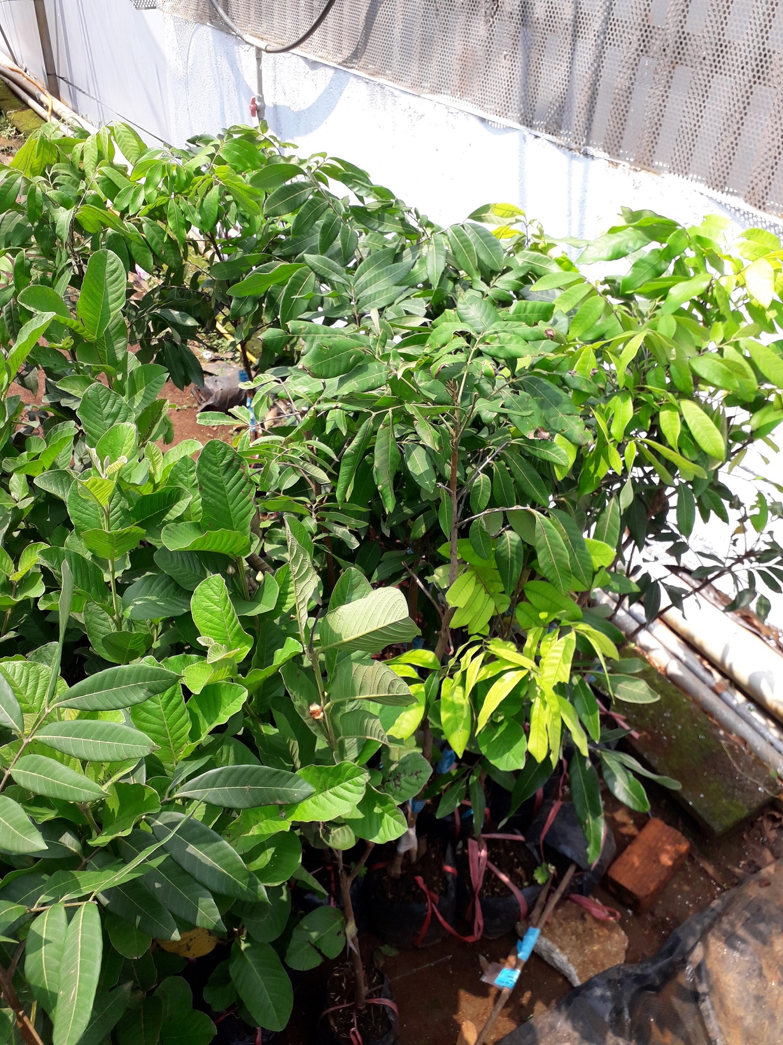 Cây giống NHÃN PHÁT TÀI SIÊU SỚM. .