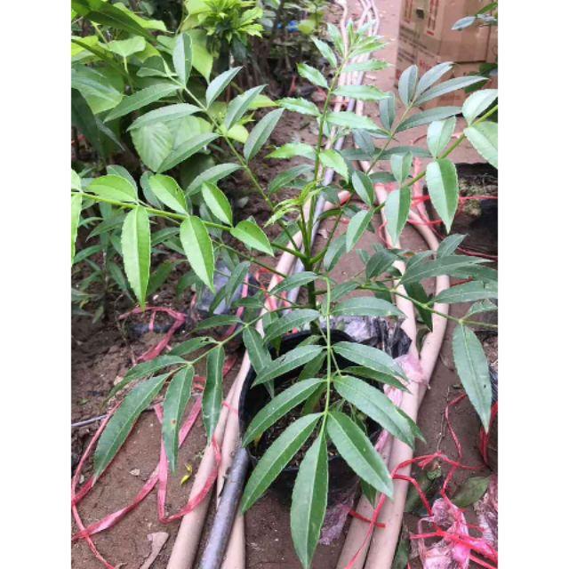 Cây Cóc Thái Siêu Trái