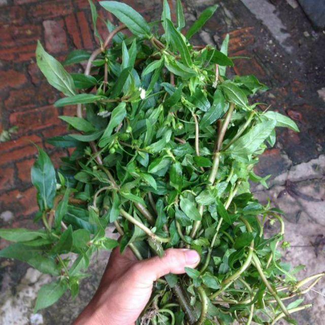 1 kg thân lá cây Nhọ Nồi tươi (cây cỏ mực )