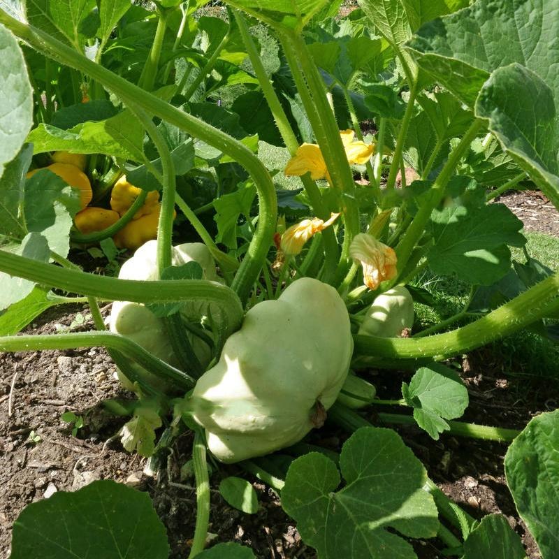 Hạt Giống Bí Đĩa Bay mix màu ,hạt giống chuẩn f1 -1 gói 10 hạt