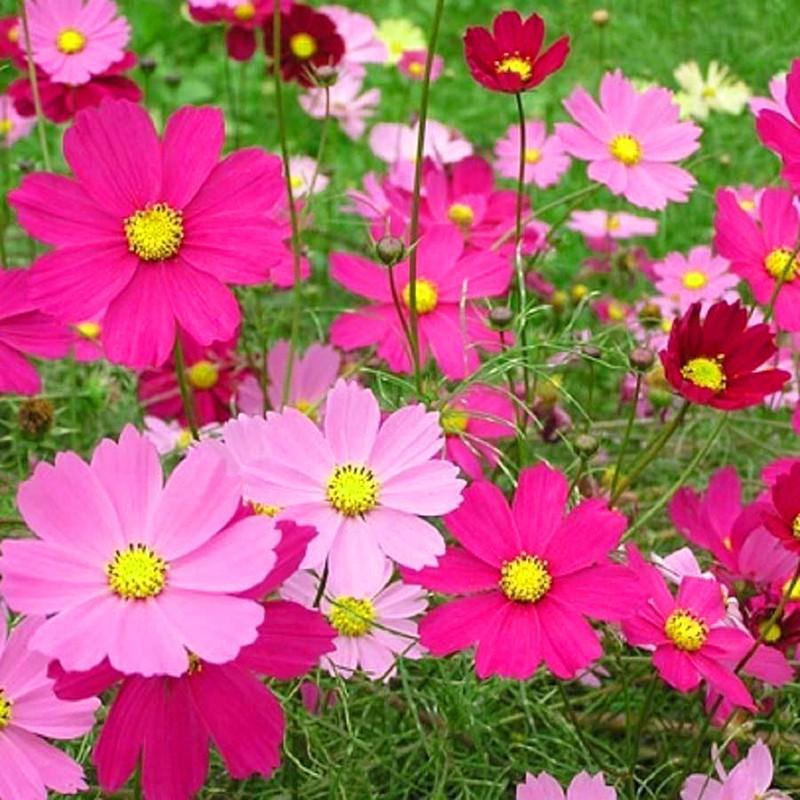 Hạt Giống Hoa Cúc Sao Nhái  Nhiều Màu