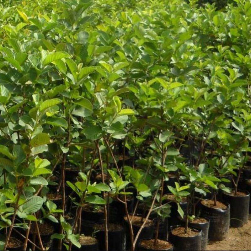 Cây giống ổi đông dư siêu sớm