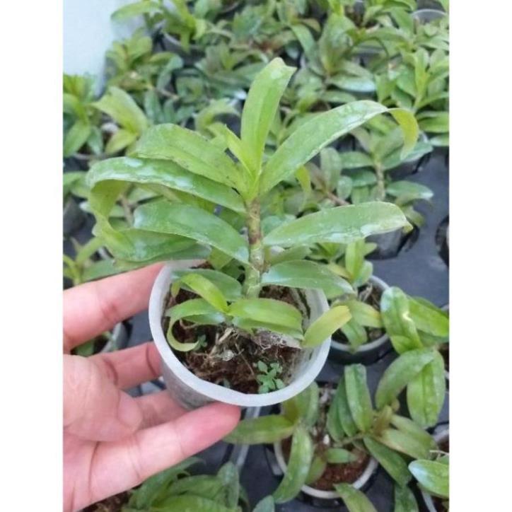 Hoa phong lan tím cánh bầu ki mập khỏe ấm chậu