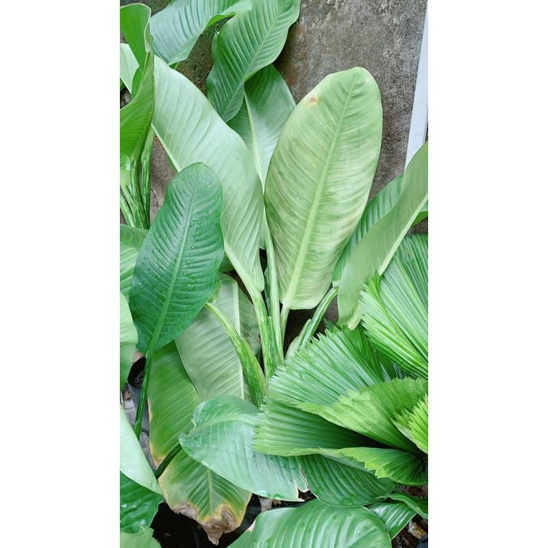 Đại Phú Gia Size Đại