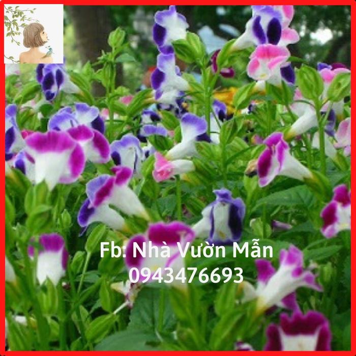 100 Hạt giống Hoa Mắt Nai