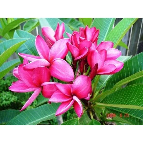 HOA ĐẠI ĐỎ - CÂY GIỐNG