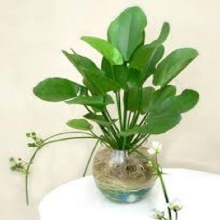 Chậu cây BÁCH THỦY TIÊN, THỦY SINH - Cây PHONG THỦY, may mắn, tài lộc - gửi đi nguyên bầu
