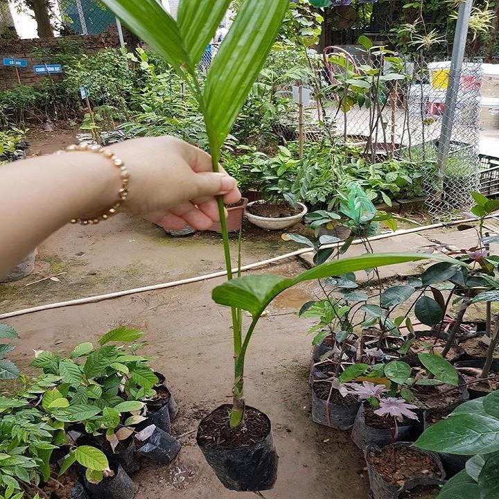 CÂY GIỐNG CAU TỨ THỜI SIÊU QUẢ- CAM KÊT GIỐNG CHUẨN F1 - CGCTHSQ