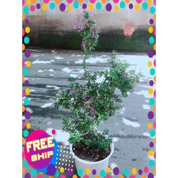 Linh Sam Size Lớn