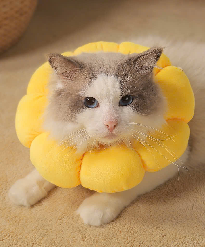 VÒNG CỔ THÚ CƯNG VÒNG CỔ LOA CHỐNG LIẾM CHO THỎ CHÓ MÈO BÔNG HOA DỄ THƯƠNG TỪ 0.5-5.5KG MÃ 10 CHO CHÓ MÈO THỎ