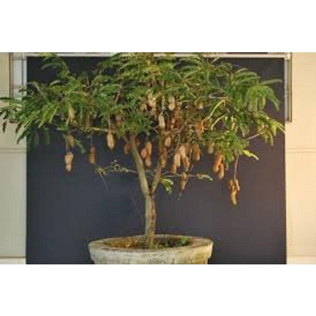 Giống Me Thái Giống Cho Trái Siêu Sớm