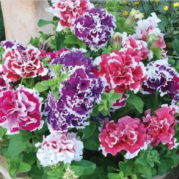 Hạt giống hoa dạ yến thảo kép viền nhiều màu - 10 hạt/gói