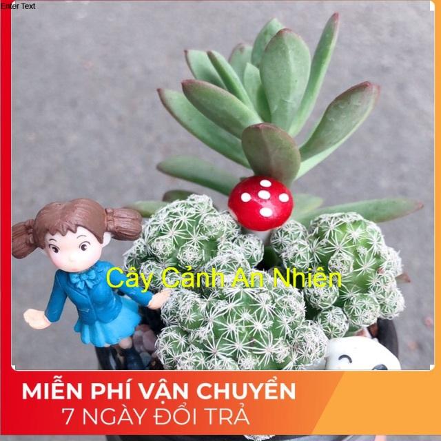 Chậu sen đá tiểu cảnh