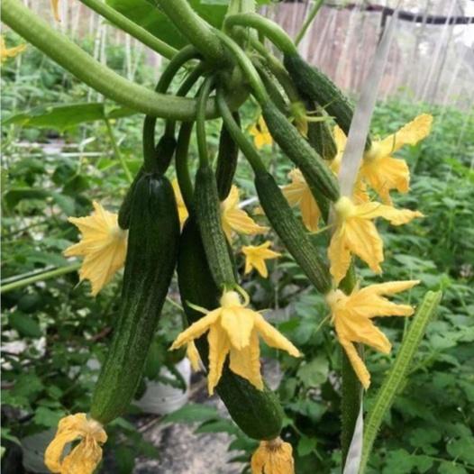 Hạt giống dưa leo baby chùm siêu quả-gói 10 hạt/tặng kèm gói phân bón lót