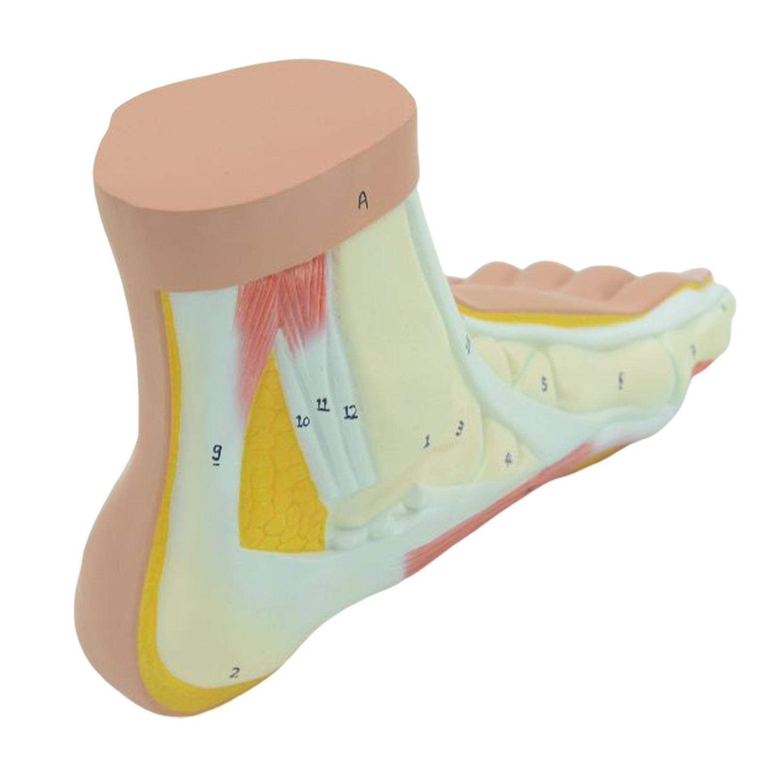 Human Foot Model Anatomy Learning Anatomical Models for Teaching Aid