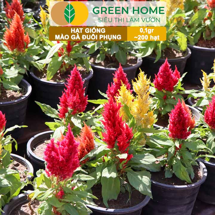 Hạt Giống Hoa Mào Gà Đuôi Phụng Nhiều Màu GreenHome, Gói 0,1g~200 hạt, Dễ Trồng Quanh Năm H18