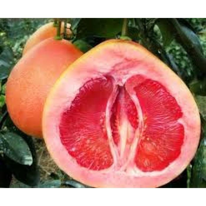 Cây giống BƯỞI ĐỎ PHÚC KIẾN