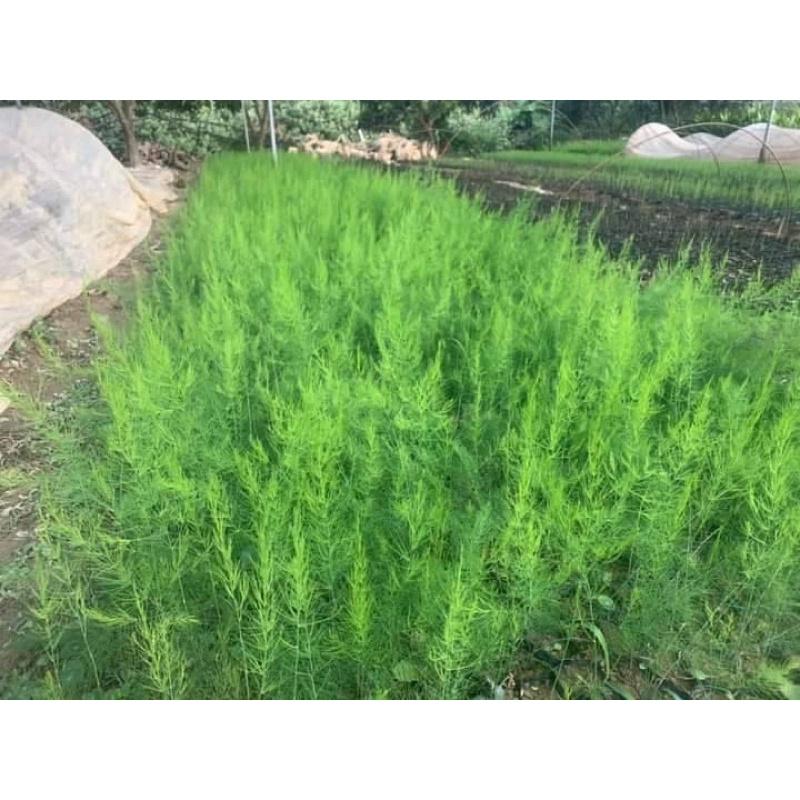 Combo 10 cây giống măng tây chuẩn F1 gửi cây như ảnh cuối