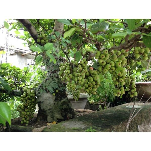 CÂY GIỐNG SUNG TA TRƯỞNG THÀNH