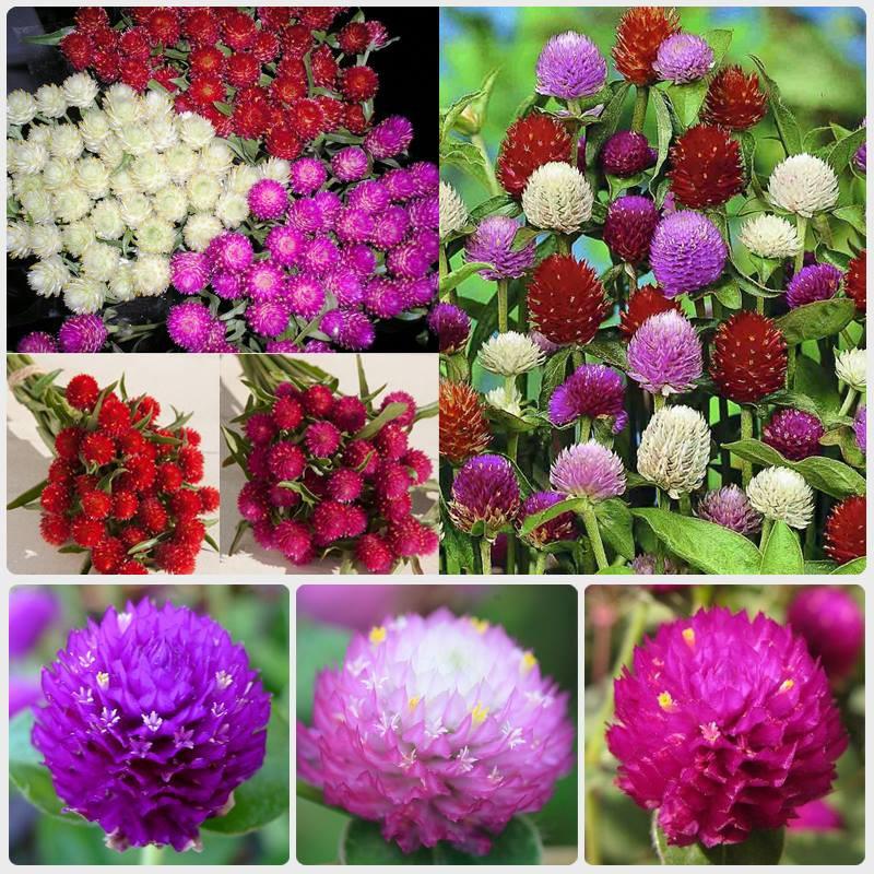 Hạt giống hoa Cúc Bách nhật, cúc Nút áo nhiều màu Gomphrena globosa seeds