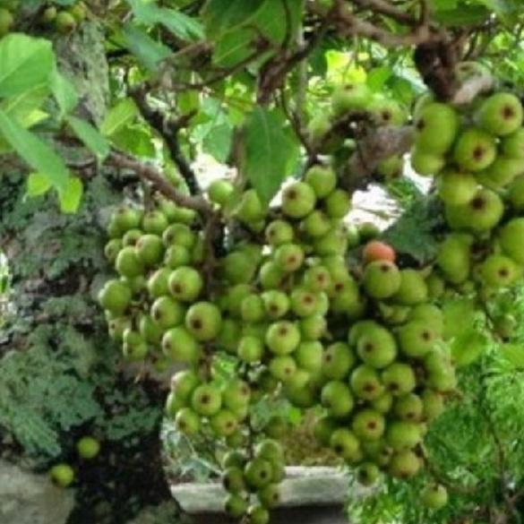 Hạt giống sung bon sai  dể trồng f1-gói 10 hạt/tặng kèm gói phân bón lót