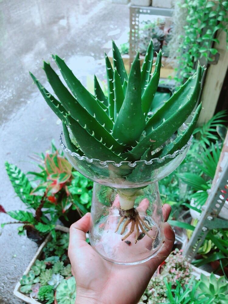 Chậu Cây Trồng Thuỷ Sinh 120k/Chậu