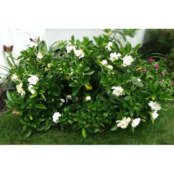 CÂY Hoa BẠCH THIÊN HƯƠNG CÁNH KÉP- CÂY LỚN - NHANH HOA SIÊU ĐẸP