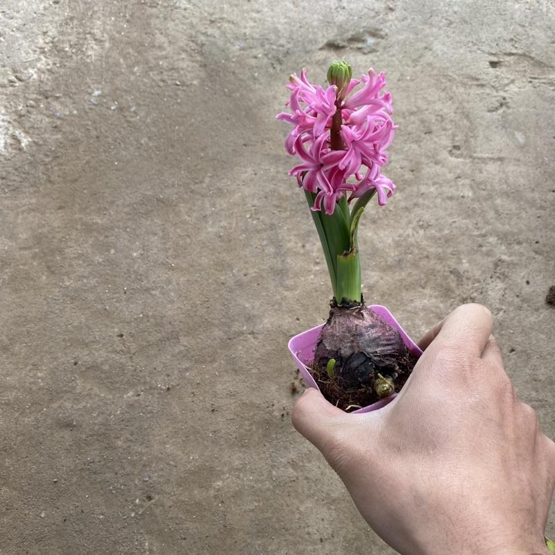 Củ hoa tiên ông đã lên mầm cao 10-15cm đang ra hoa thích hợp trang trí bàn làm việc , văn phòng