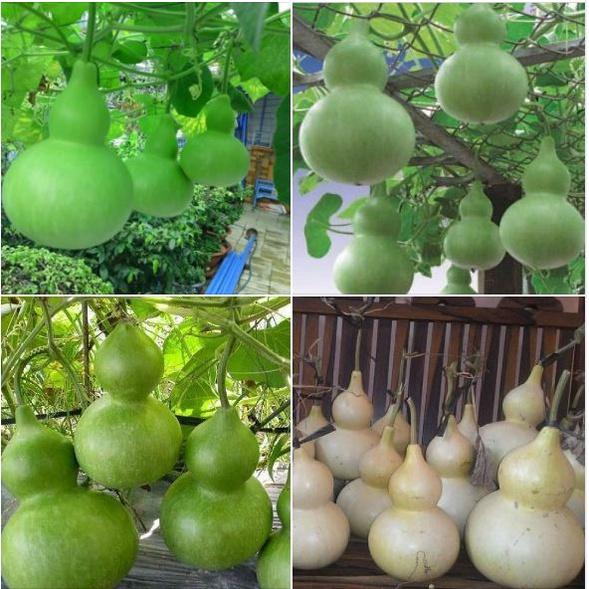 Combo 3 gói Hạt giống bầu hồ lô-gói 5 hạt-tặng kèm gói phân bón lót