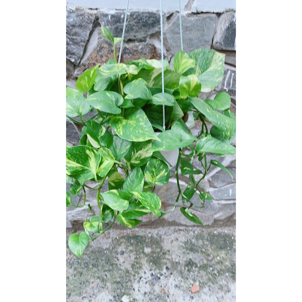 Chậu Cây Trầu Bà Thái Xanh