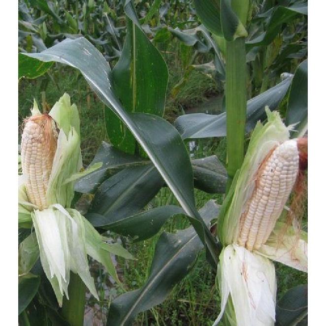 Hạt giống ngô nếp dẻo Thái F1 CT220 - Gói 30 hạt