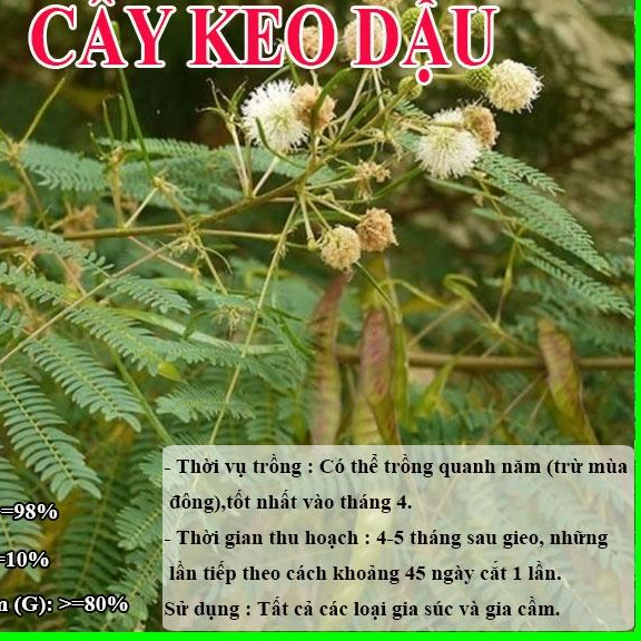 HẠT GIỐNG KEO DẬU - Thức Ăn Chăn Nuôi - Hạt Giống Cỏ Chăn Nuôi - Cỏ Chăn Nuôi Trâu,Bò,Dê...
