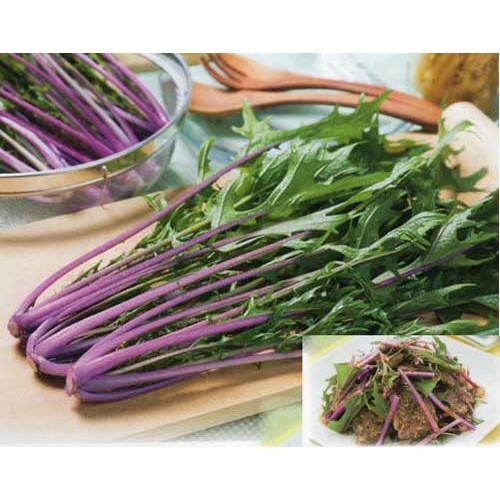Hạt giống Cải Đuôi Phụng Tím - Mizuna tím Nhật Bản