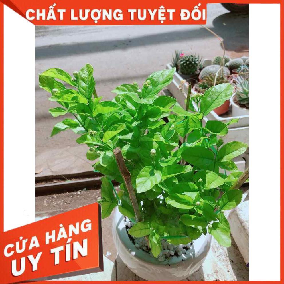 Chậu cây hoa nhài Nhiều Người Mua