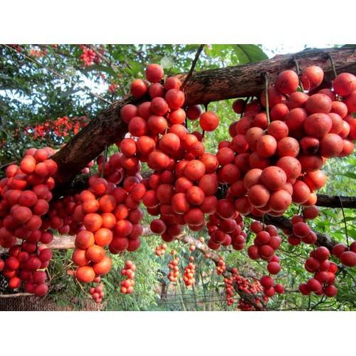 CÂY GIỐNG DÂU DA ĐẤT SIÊU QUẢ SIÊU NĂNG SUẤT- CAM KÊT GIỐNG CHUẨN F1 - CGDDDSQSNS