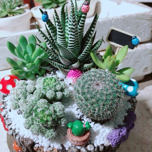 Chậu xương rồng tiểu cảnh