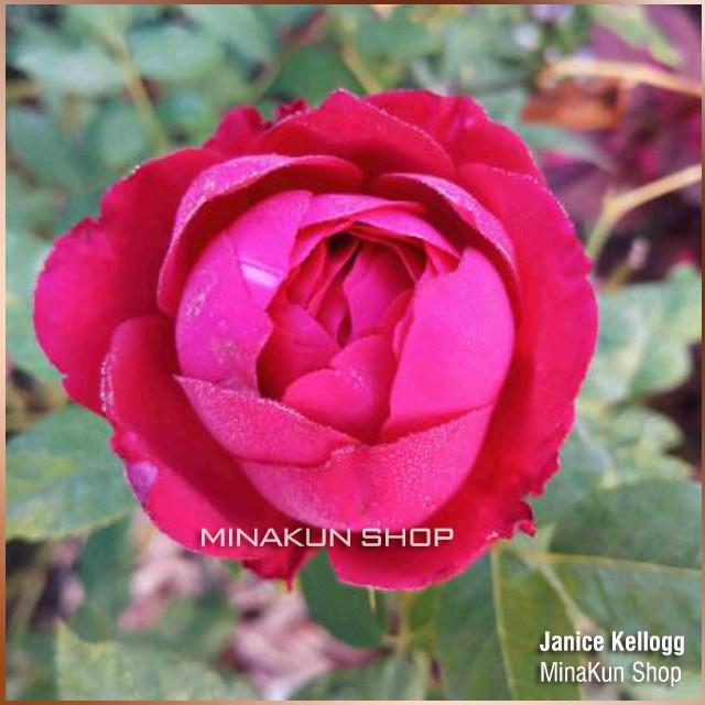 Hoa hồng ngoại Janice Kellogg siêu thơm , bông cực to - cây giống rễ trần