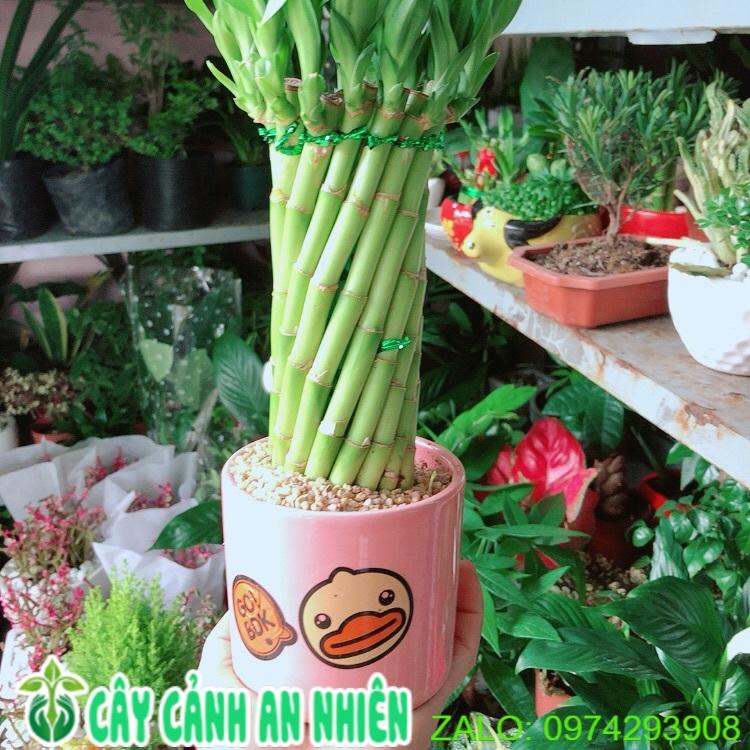 Chậu Cây Trúc Phát Tài