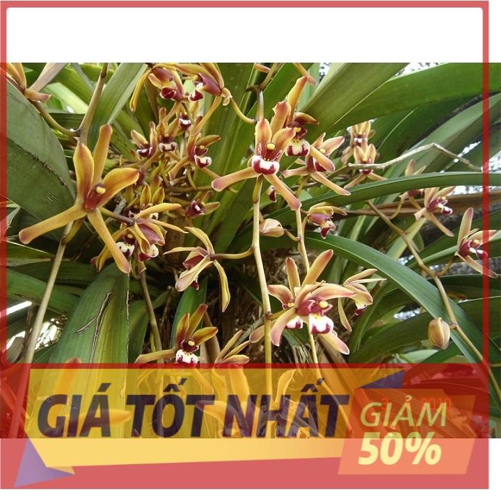 COMBO 5 THÂN ĐỊA LAN KIẾM boóc-đô TÂY BẮC UY TÍN CHẤT LƯỢNG