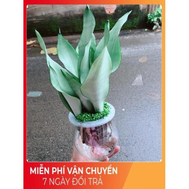 Chậu Lưỡi Hổ Bạc Thuỷ Sinh