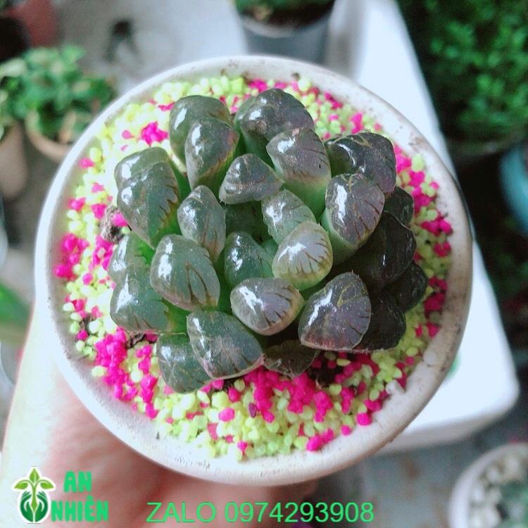 Chậu Cây Kim Cương Copi Màu Nâu