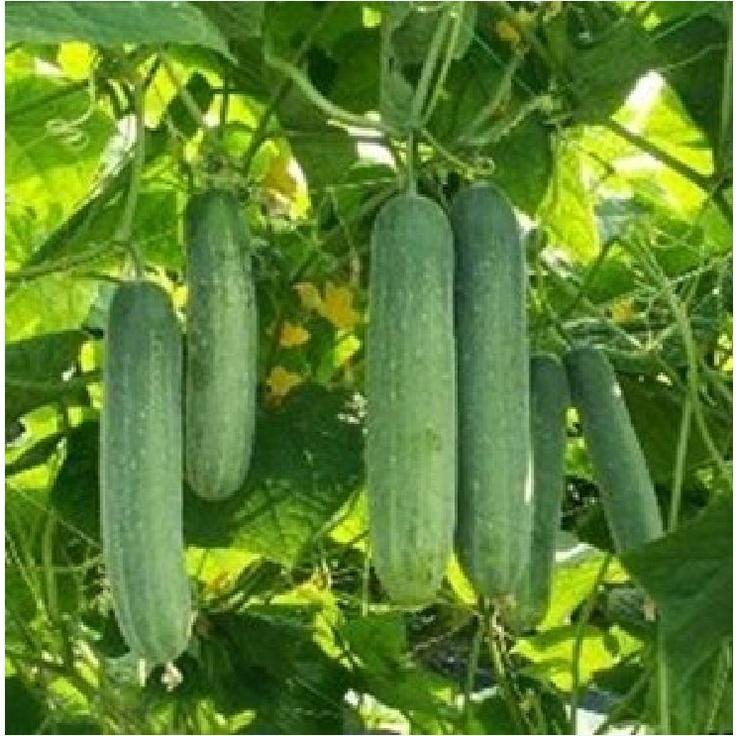 Hạt Giống Dưa chuột nếp ta cao sản F1 KNS3333 – Gói 10Hạt