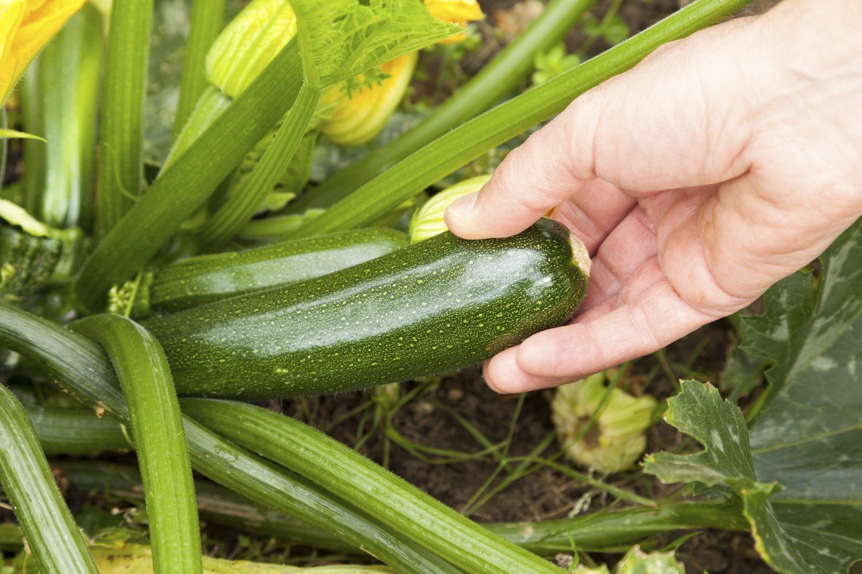 1 gam hạt giống bi ngồi xanh Zucchini