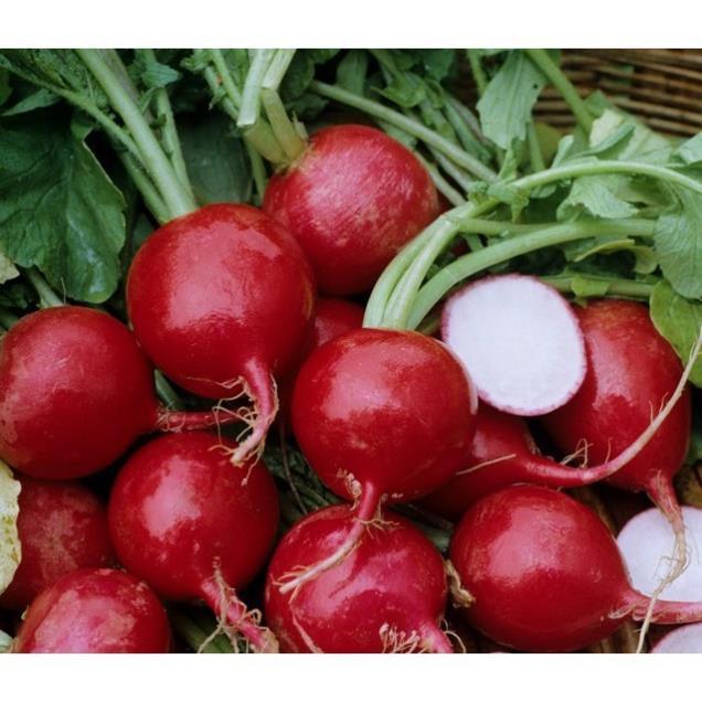 Gói 5g hạt giống củ cải đỏ tròn+ 700g phân thỏ hữu cơ