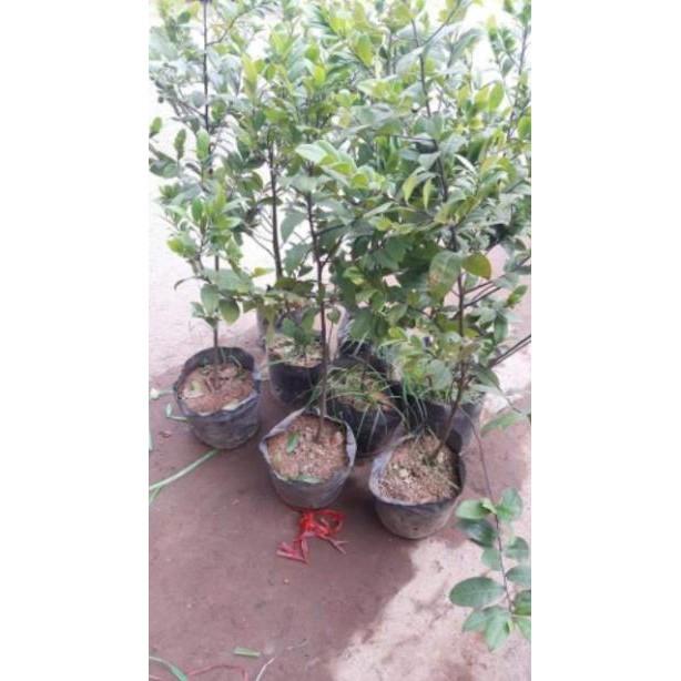 Sản phẩm HOA MAI VÀNG SIÊU HÓT