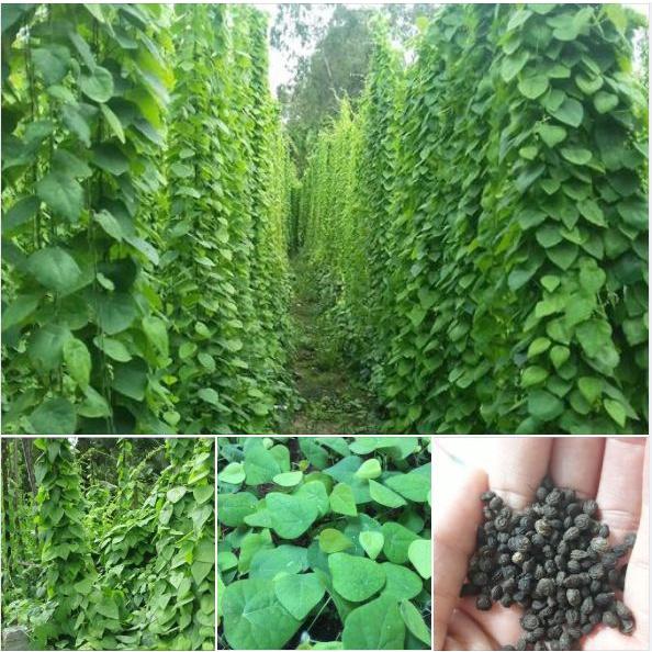 Hạt giống cây sương sâm lông-gói 30 hạt/tặng kèm gói phân bón lót