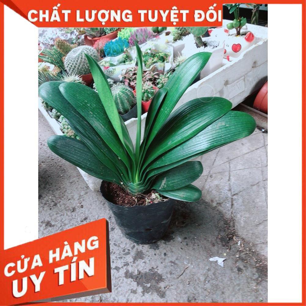 Lan Quân Tử Nhiều Người Mua